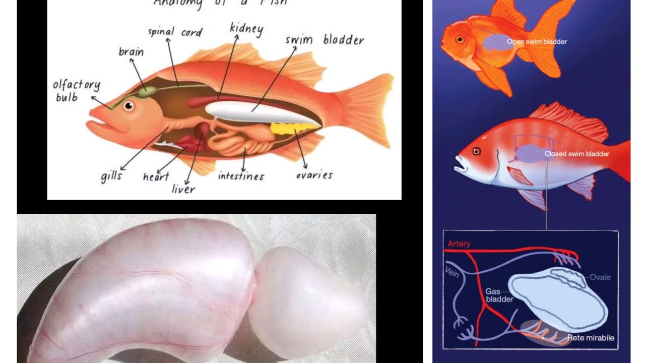 #swimbladder in fishes and their functional significance #msc second semester #bsc 
