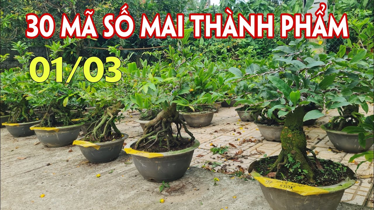 01/03. 30 Mã Số Mai Bình Lợi, Sài Gòn, Như Ý, Ông Thầy, Bạch Mai...☎Trang 0359910781