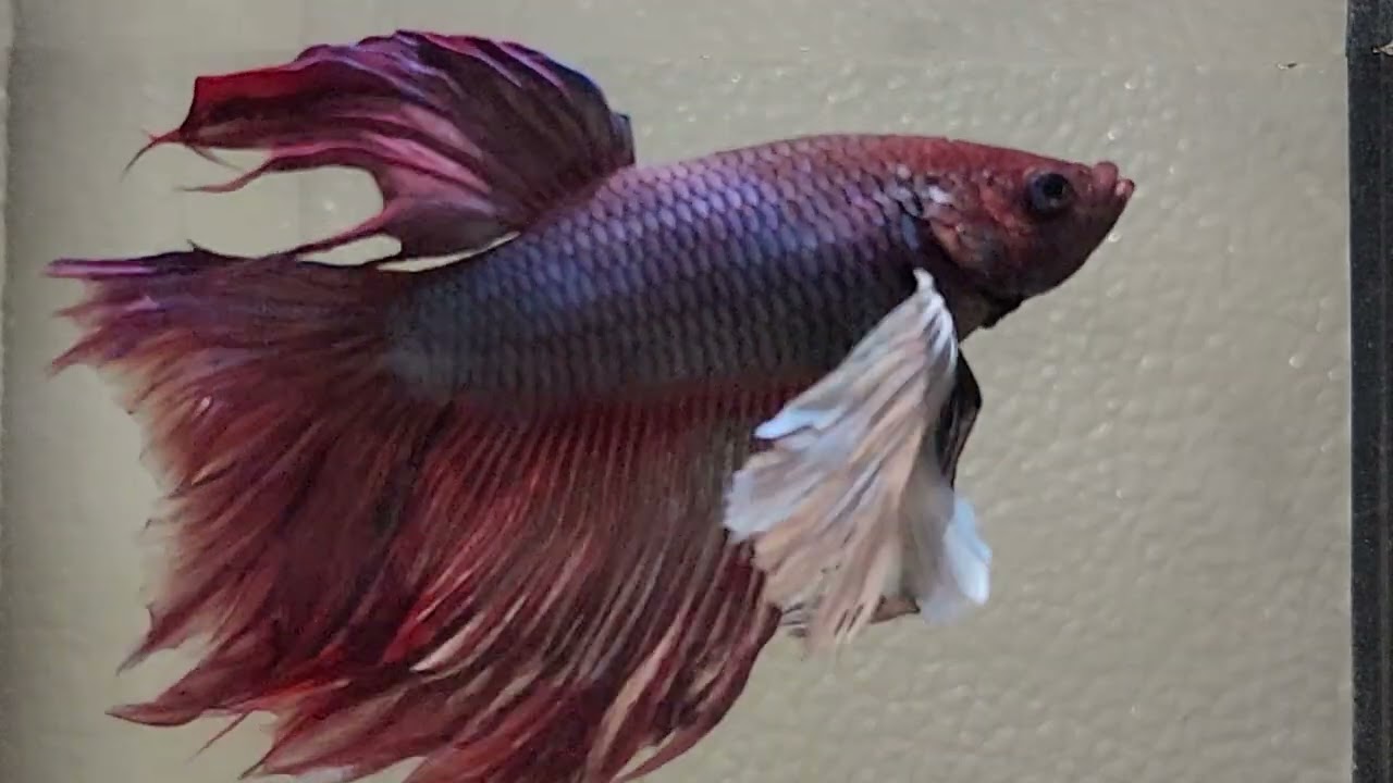 This Fish Proves Nature Is an Artist