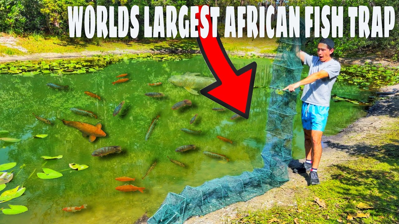 WORLDS LARGEST Fish Trap Catches TONS of AFRICAN Cichlids