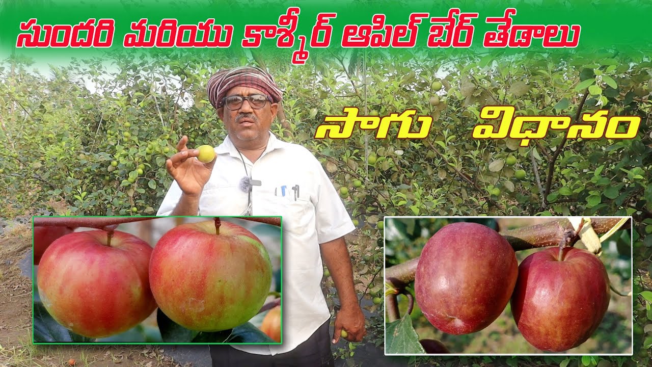 సుందరి, కాశ్మీర్ ఆపిల్ బేర్ లో తేడాలు | Differance of Apple Ber | AgriTech Telugu
