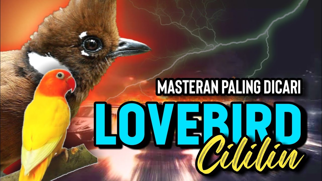 Lovebird vs Cililin Panjang Untuk Masteran Murai Batu || Kenari vs Lovebird @n17channel_kenarigacor