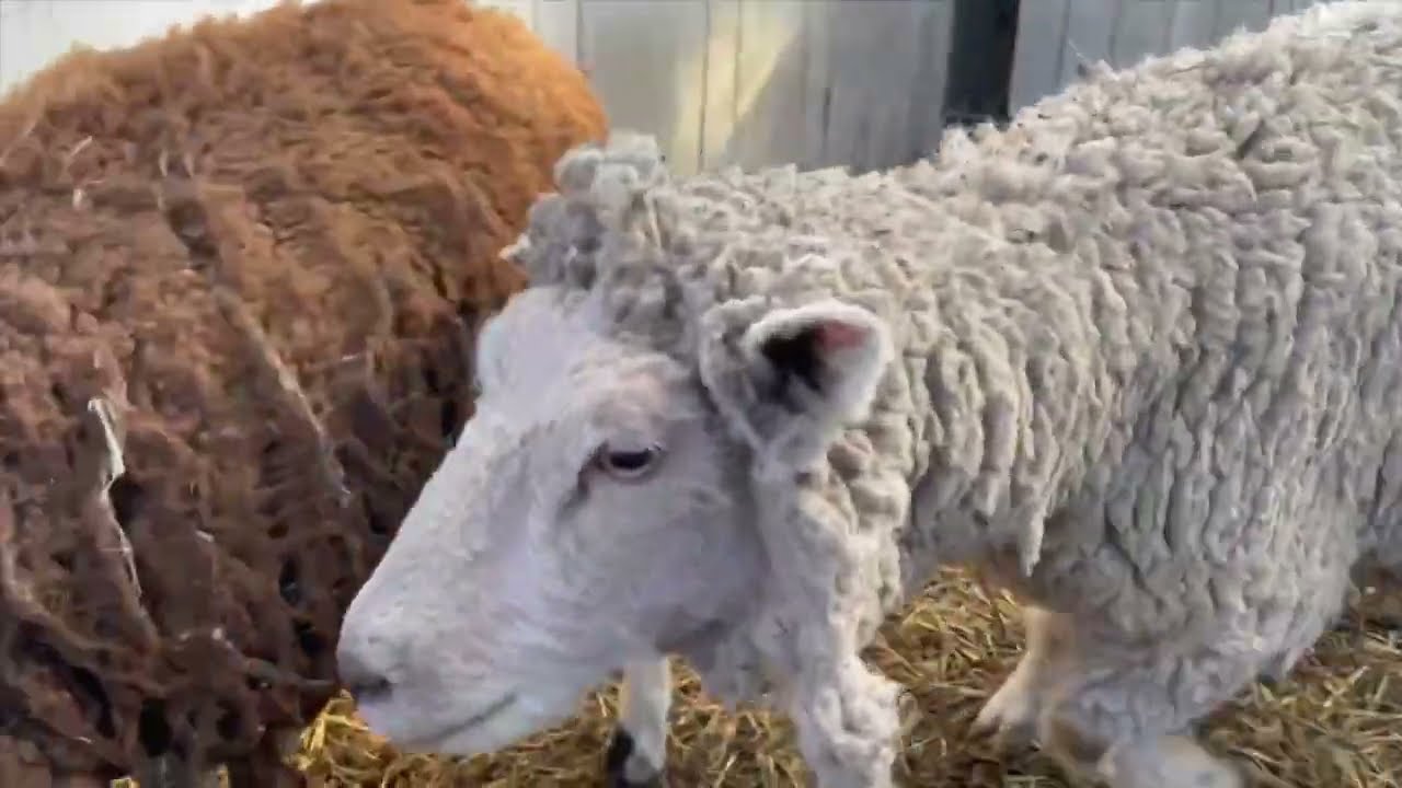 Šuga ovaca - Kako je sprečiti, a kako lečiti?