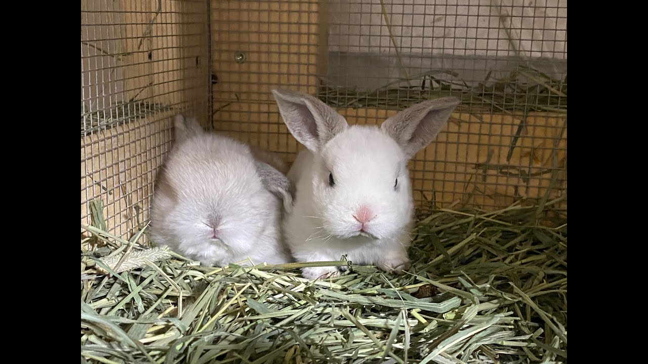 Comparing Mini Plush Lops and Holland Lops