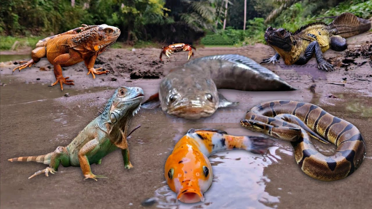 Wadidau! Finding Snakehead Fish, Crab, Snake, Iguana, Gecko, Sailfin Dragon, Catfish, Koi, Goldfish