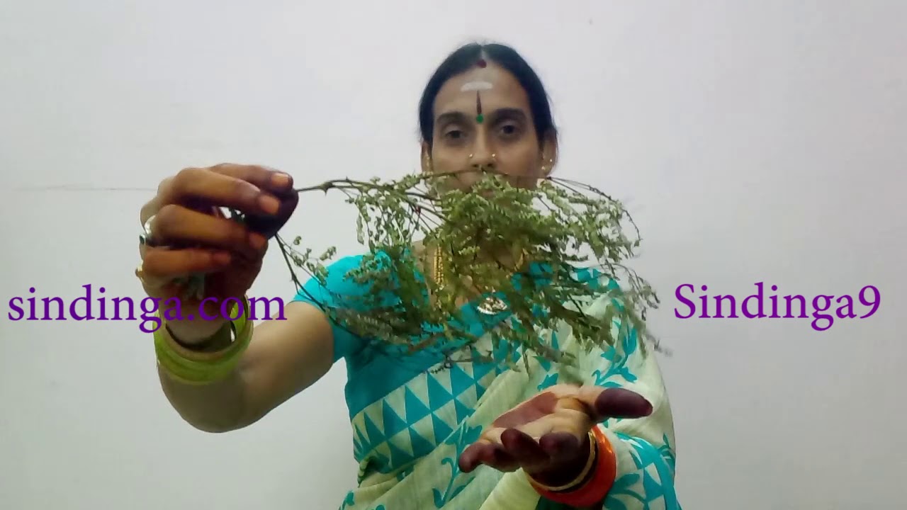 வன்னி இலை கிடைத்தால் நீங்கள் அதிர்ஷ்டசாலி  You're lucky if you get the Vanni leaf