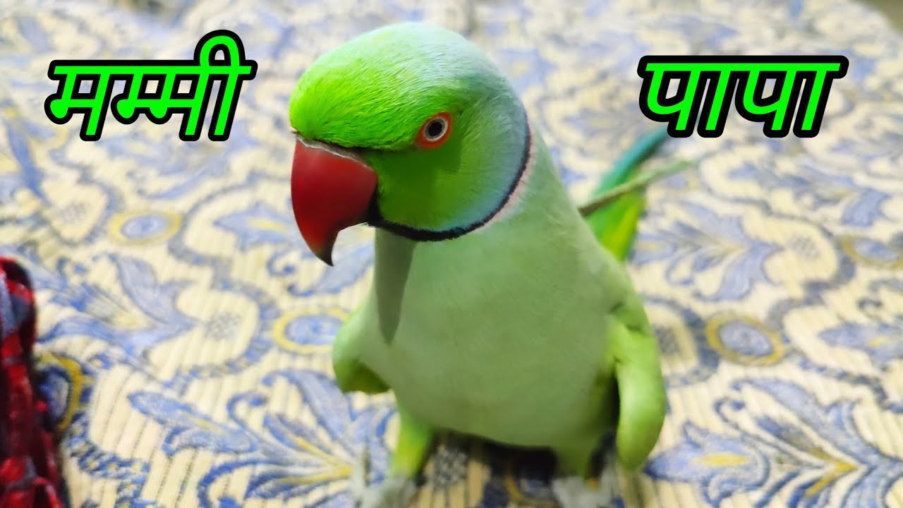 Papa Mummy Bolne wala Desi tota | Parrot Talking Mitthu