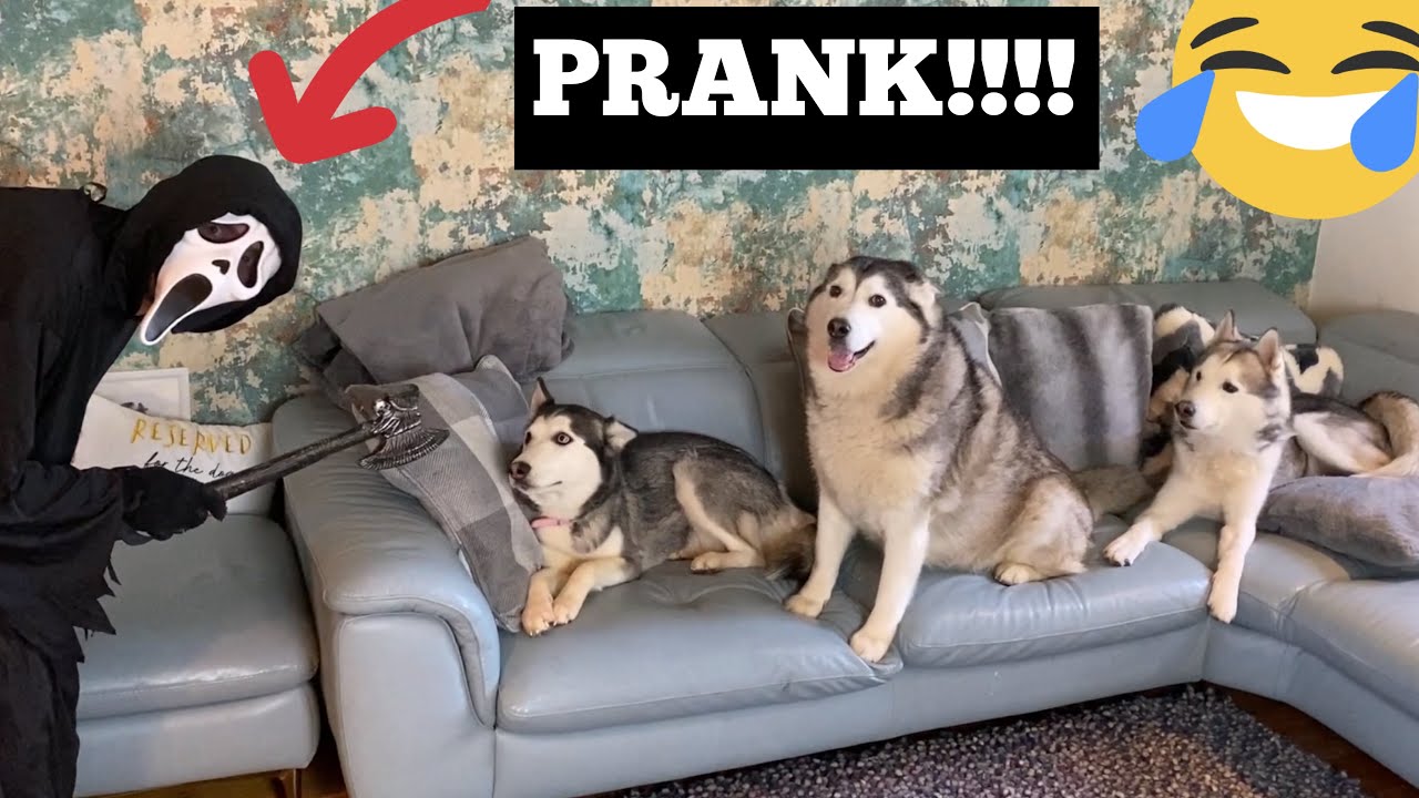 Pranking My Huskies With The Scary Movie Costume! [FUNNIEST REACTIONS!]