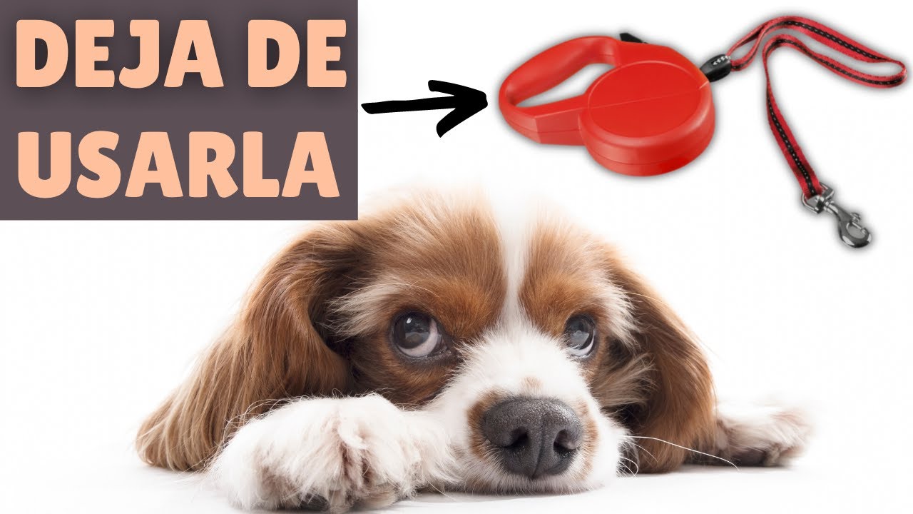 Por qué la CORREA EXTENSIBLE es la PEOR que puedes usar con tu perro