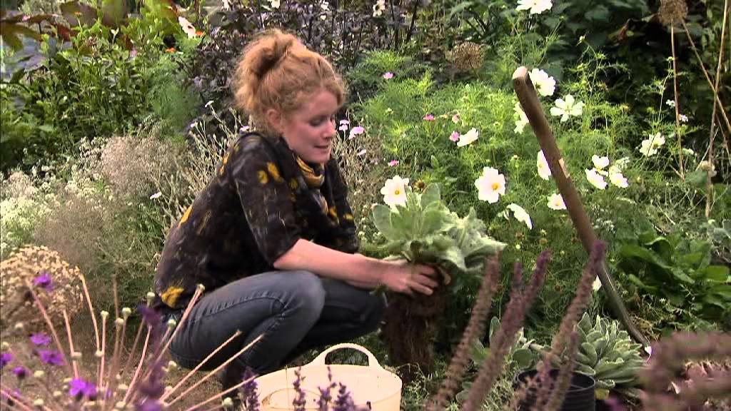 Alys Fowler Lychnis Coronaria