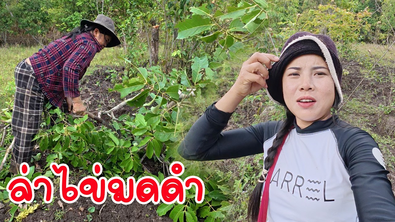เกิดมาพึ่งเคย กินไข่มดดำครังแรก