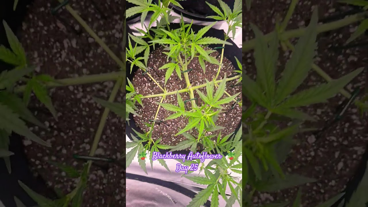 Blackberry Autoflower Day 25 #autoflowergrow #cannabiscommunity #spiderfarmerled #beginnergrower