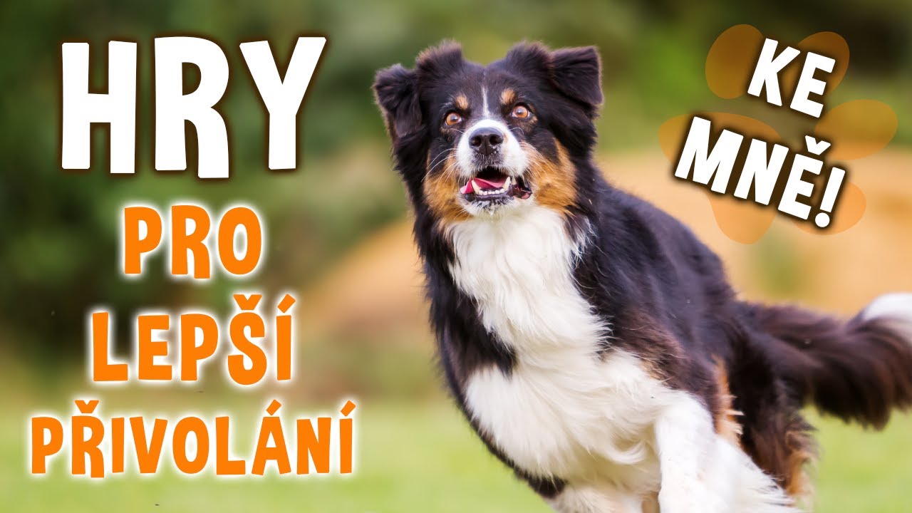Jednoduché HRY pro lepší PŘIVOLÁNÍ psa ❤️ | Psínovinky.cz
