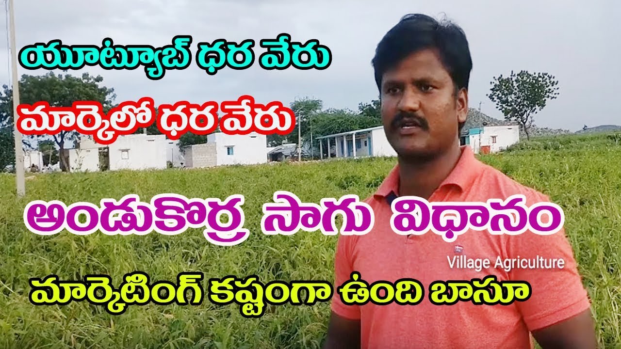 అండుకొర్రసాగు | Organic Andu Korra cultivation Young Farmer Nagaraj Success Story | PH:- 9704868533