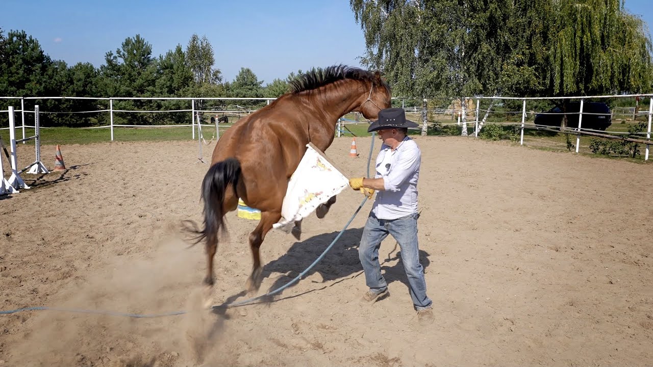 NIEBEZPIECZNE KONIE POTRZEBUJĄ ODCZULANIA 🐴🤠 woda, flaga, grzechotka #03
