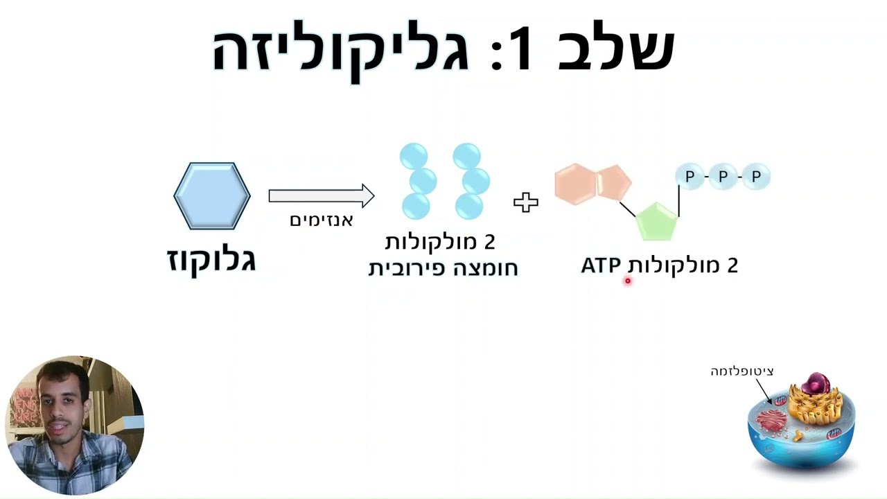 נשימה תאית חלק א' (לבגרות בביולוגיה)