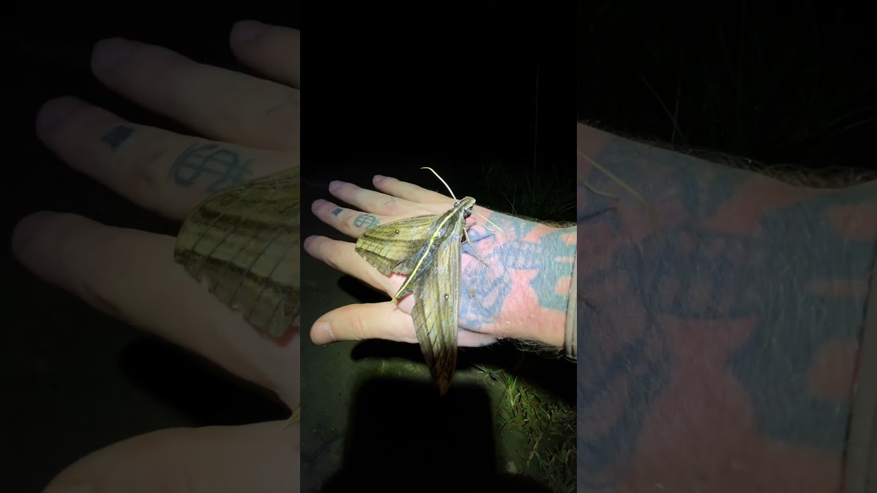 Huge Hawk Moth
