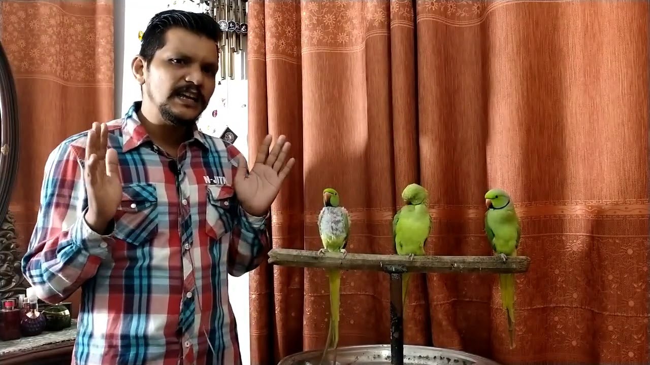 Why Parrot Moult or Loose feather? | Part-3 | Urdu / Hindi | PBI Official
