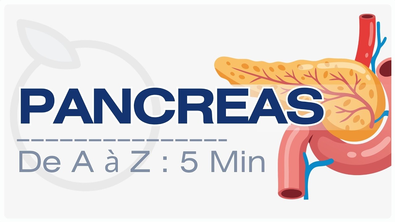 Pancréas : Tout savoir sur le Pancréas