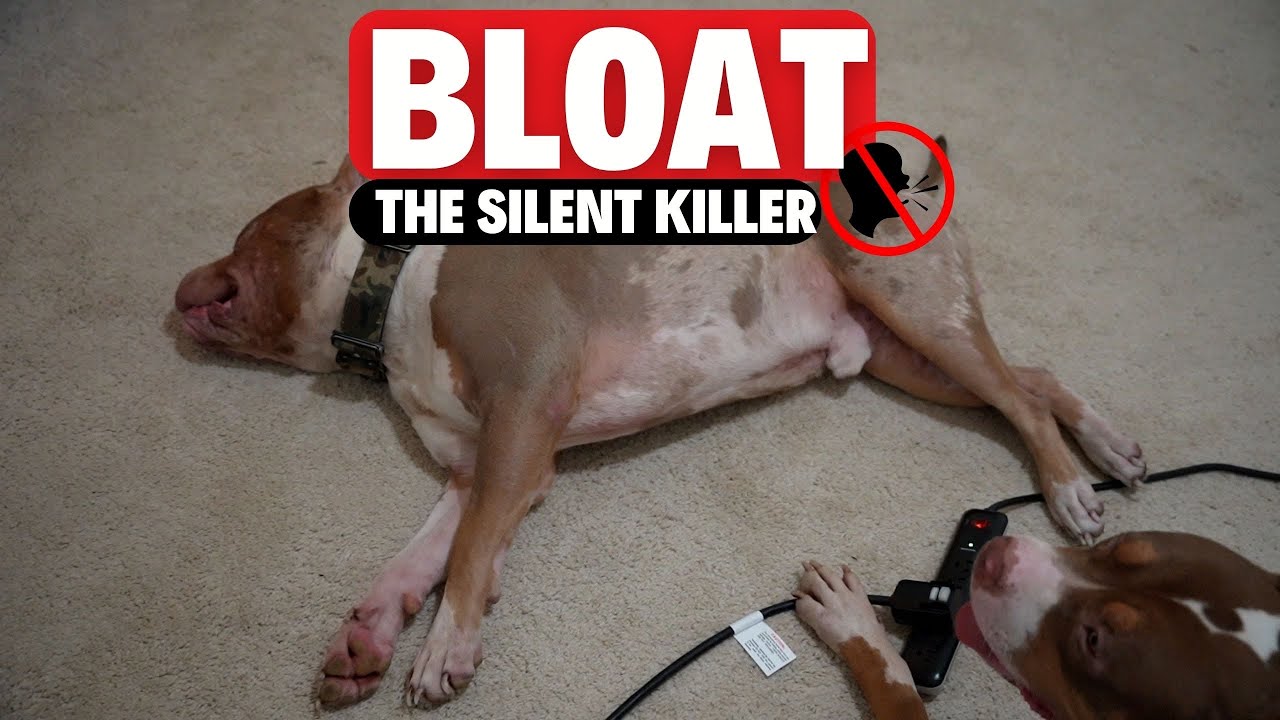 BLOAT the Silent Dog KILLER?!?!?!