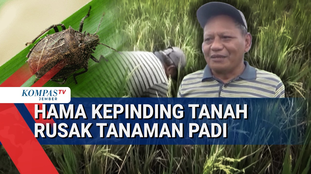 100 Hektar Sawah di Jember Diserang Hama Kepinding Tanah, Petani Terancam Gagal Panen