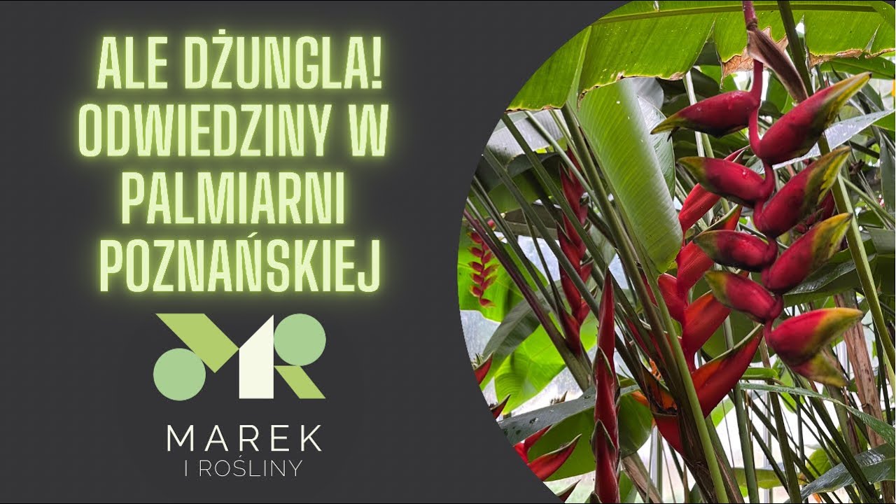 Jestem w dżungli! Wizyta w Palmiarni Poznańskiej