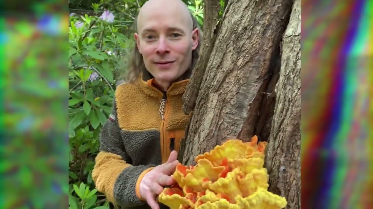 DJ HUNDEFRIEDHOF - Schwefelporling Rezept | Chicken of the Woods