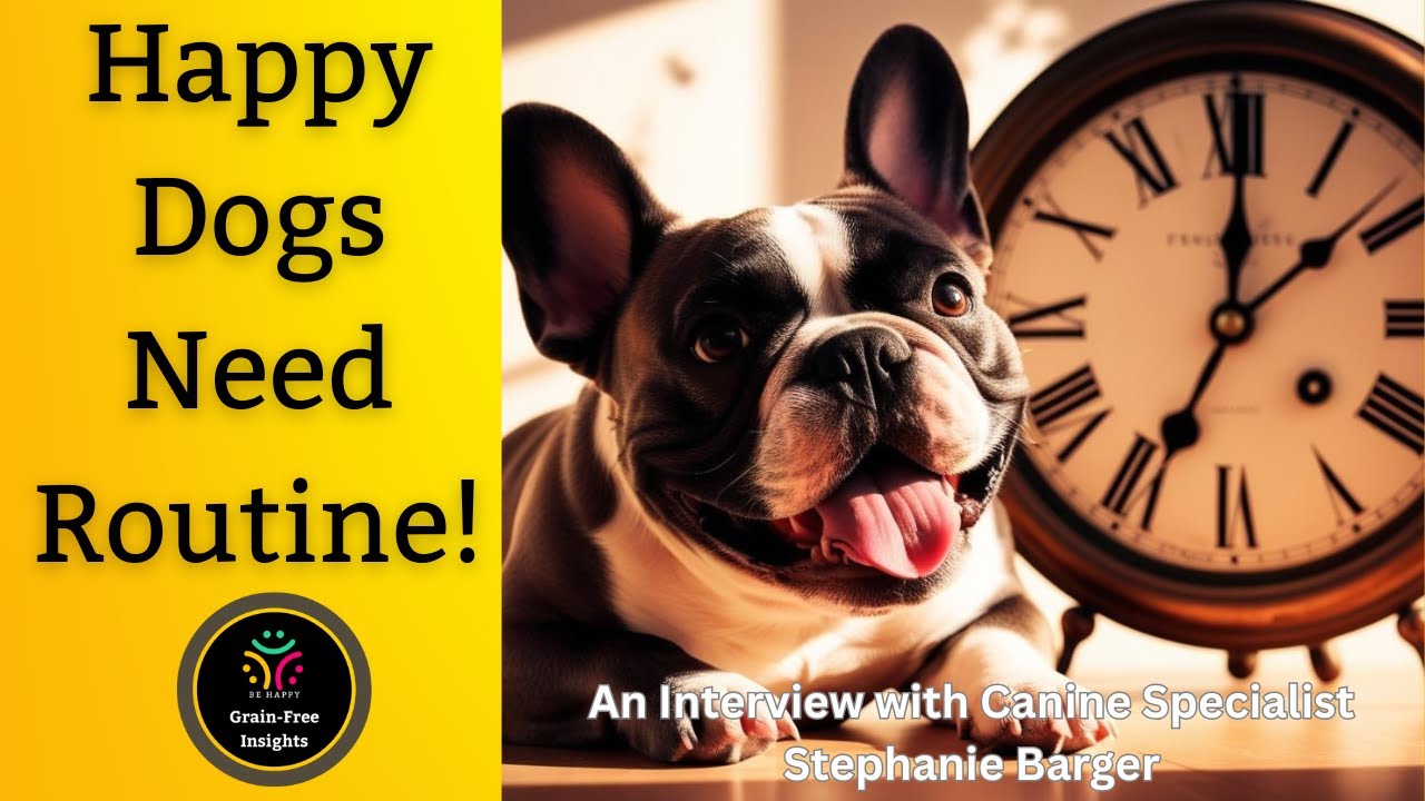 How a Daily Routine Helps Your Dog Feel Great