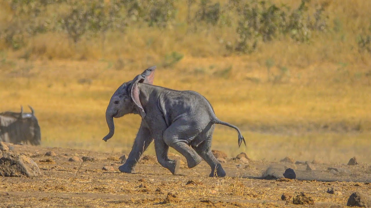 Tiny elephant always waits for his mother