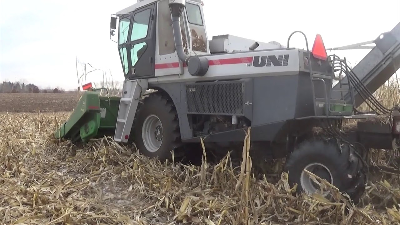 picking cob corn