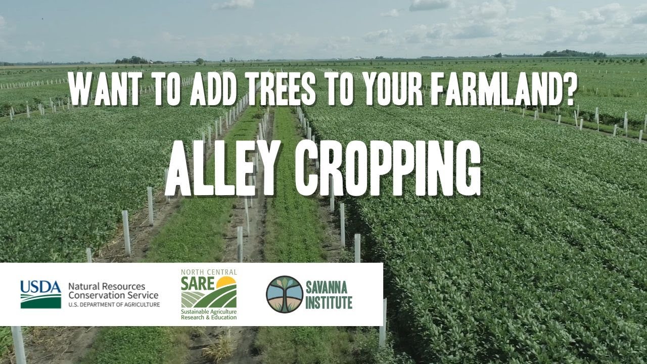 Alley Cropping | 5 Agroforestry Practices Explained