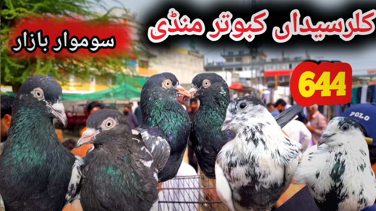 644 | Monday Kabootar Mandi Rawalpindi | Today 9/3/2026 | Latest Update High Flyer Pigeon Price 