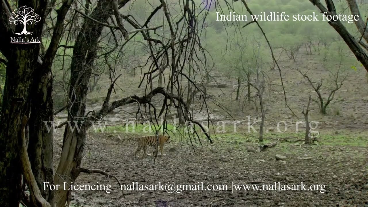 Tiger jumping over water stream | wildlife | tiger |  #shorts