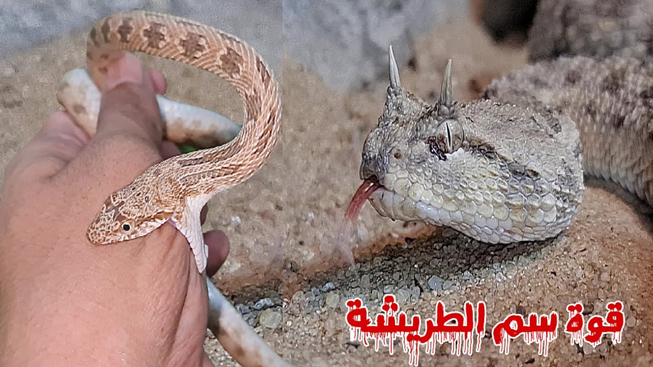 تجربة سم الطريشة / ام جنيب على ثعبان الارقم الصحراوى مع احمد الدكرونى