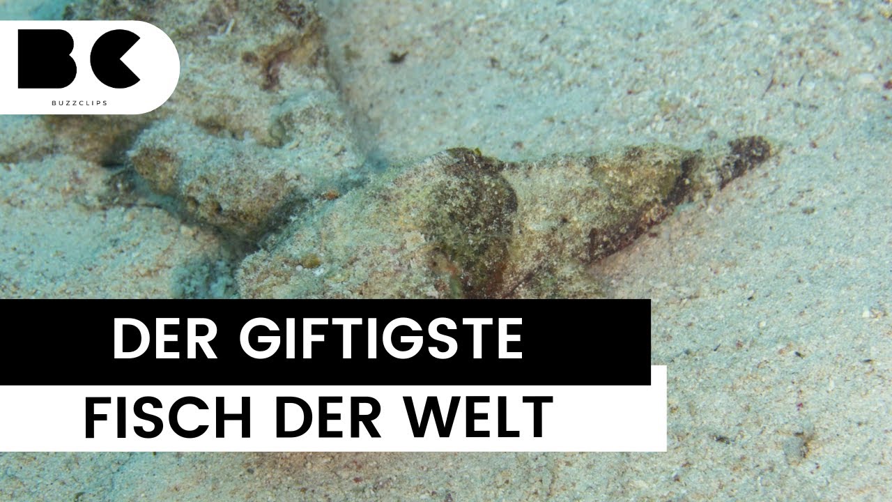 Das ist der giftigste Fisch der Welt