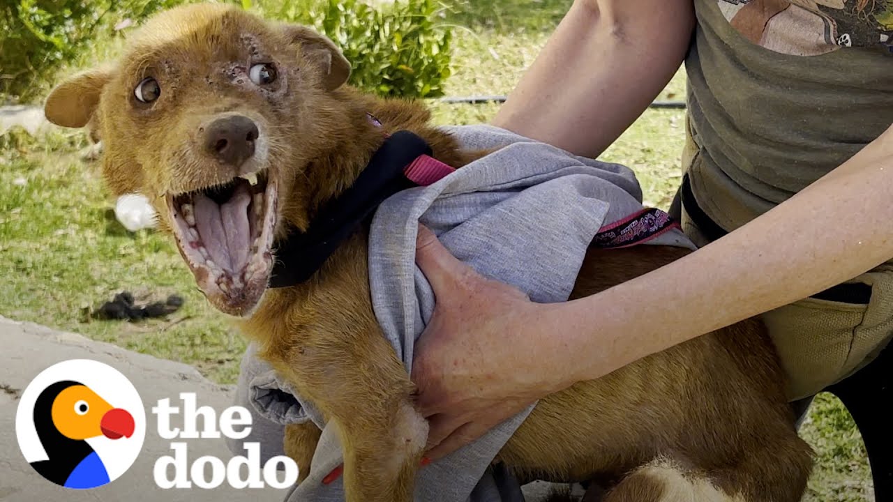 Rescued Three-legged Dog Completely Changes Colors Once He Feels Safe | The Dodo