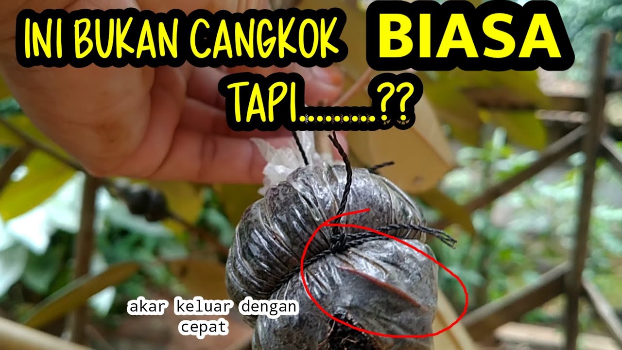 PALING  🤩 cepat mengeluarkan akar CANGKOK durian