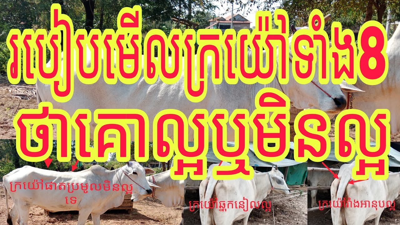 របៀបមើលក្រយ៉ៅគោទាំង8ថាល្អឬមិនល្អ