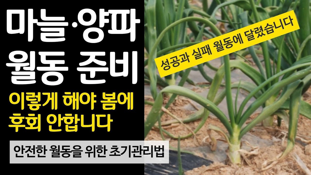 마늘 양파 월동 준비 이렇게 해야 후회 안합니다. 안전한 월동을 위한 초기 관리법