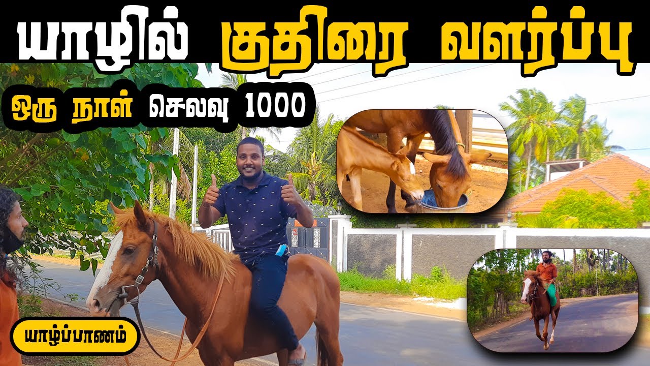 யாழ்ப்பாணத்தில் குதிரை வளர்ப்பு & சவாரி! 🐎😍 | Horse Ride Vlog in Tamil | Pavaneesan
