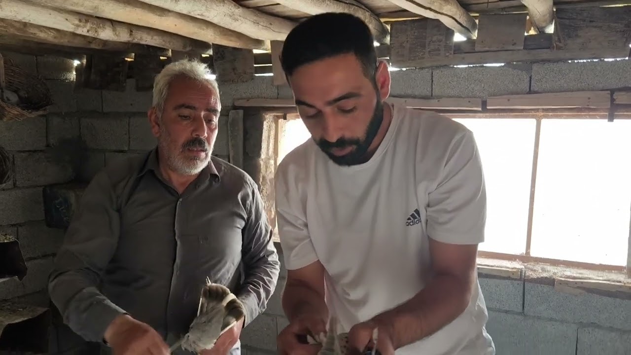 Her zaman kalite Diyarbakır Hazro dan Seyda Abinin Efsane oyun kuşları Akşam saat 9 da