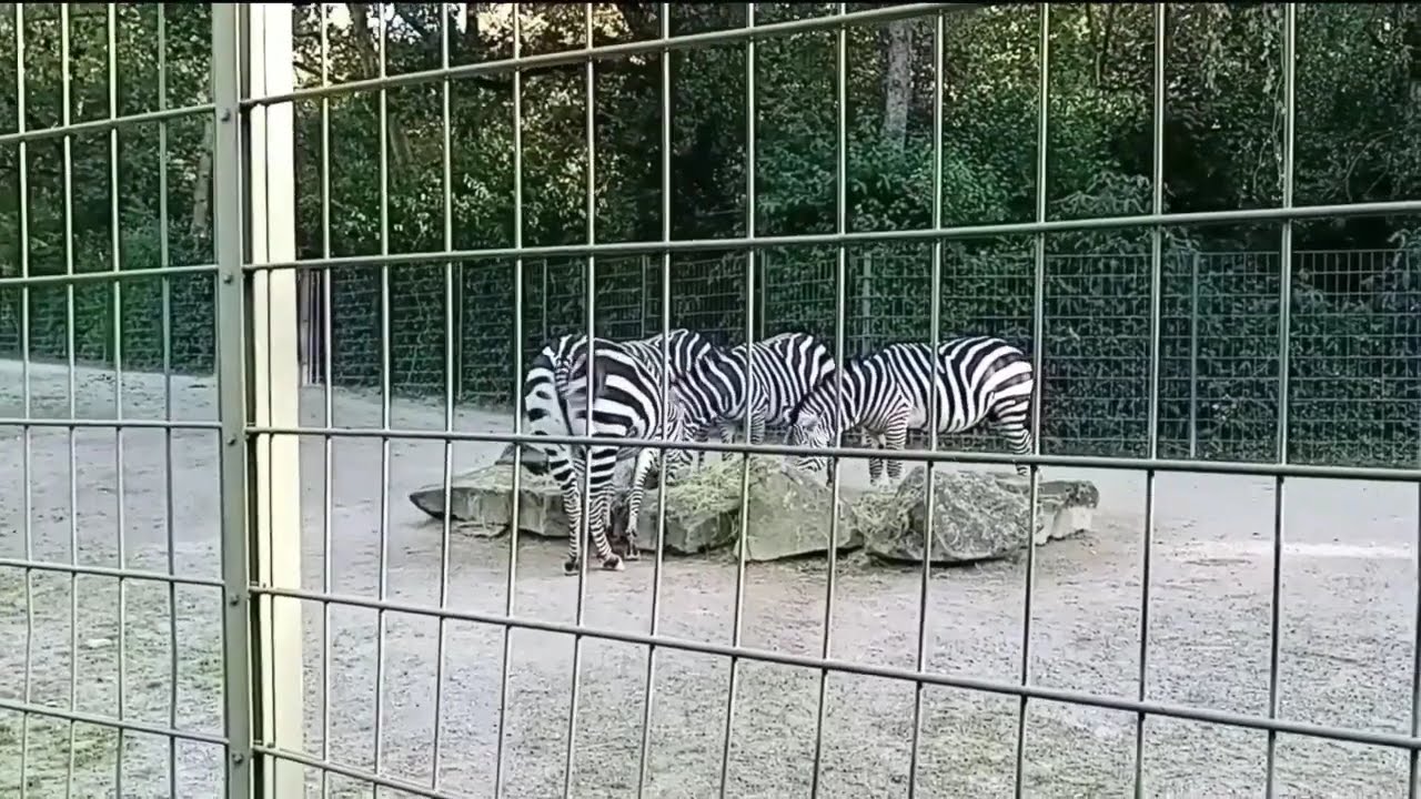 GERMANY - Dortmund Zoo is very beautiful - Chapter 1