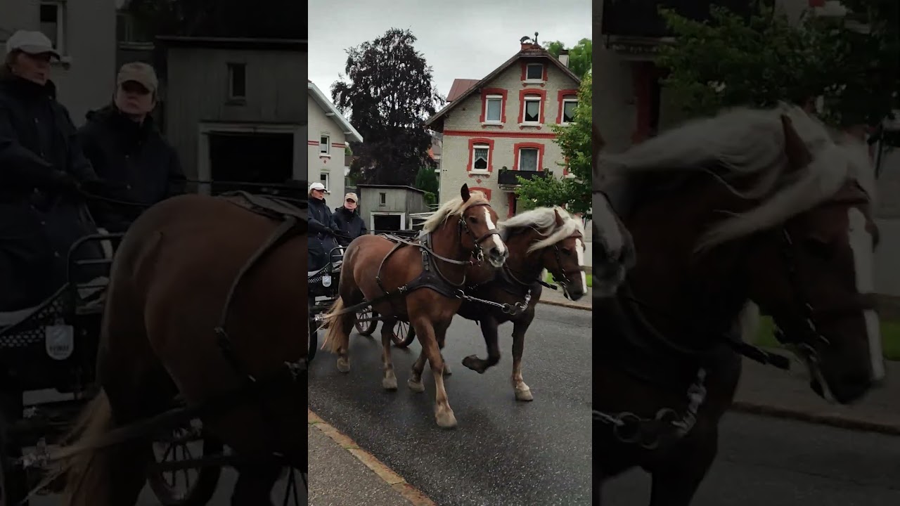 Германия#красивые лошади#deutschland #sommer2024#pferde