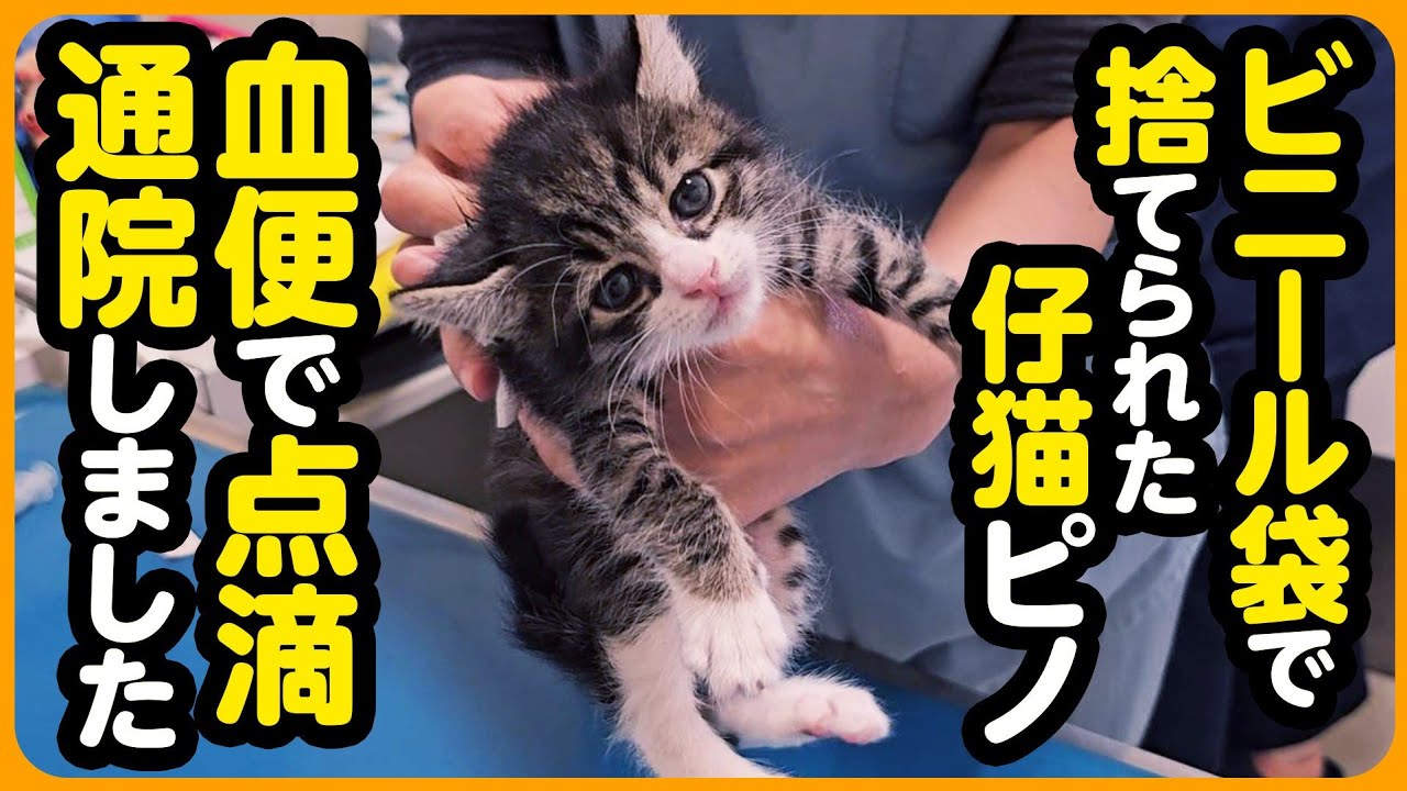 【点滴 通院】ビニール袋で捨てられた子猫..点滴通院しました