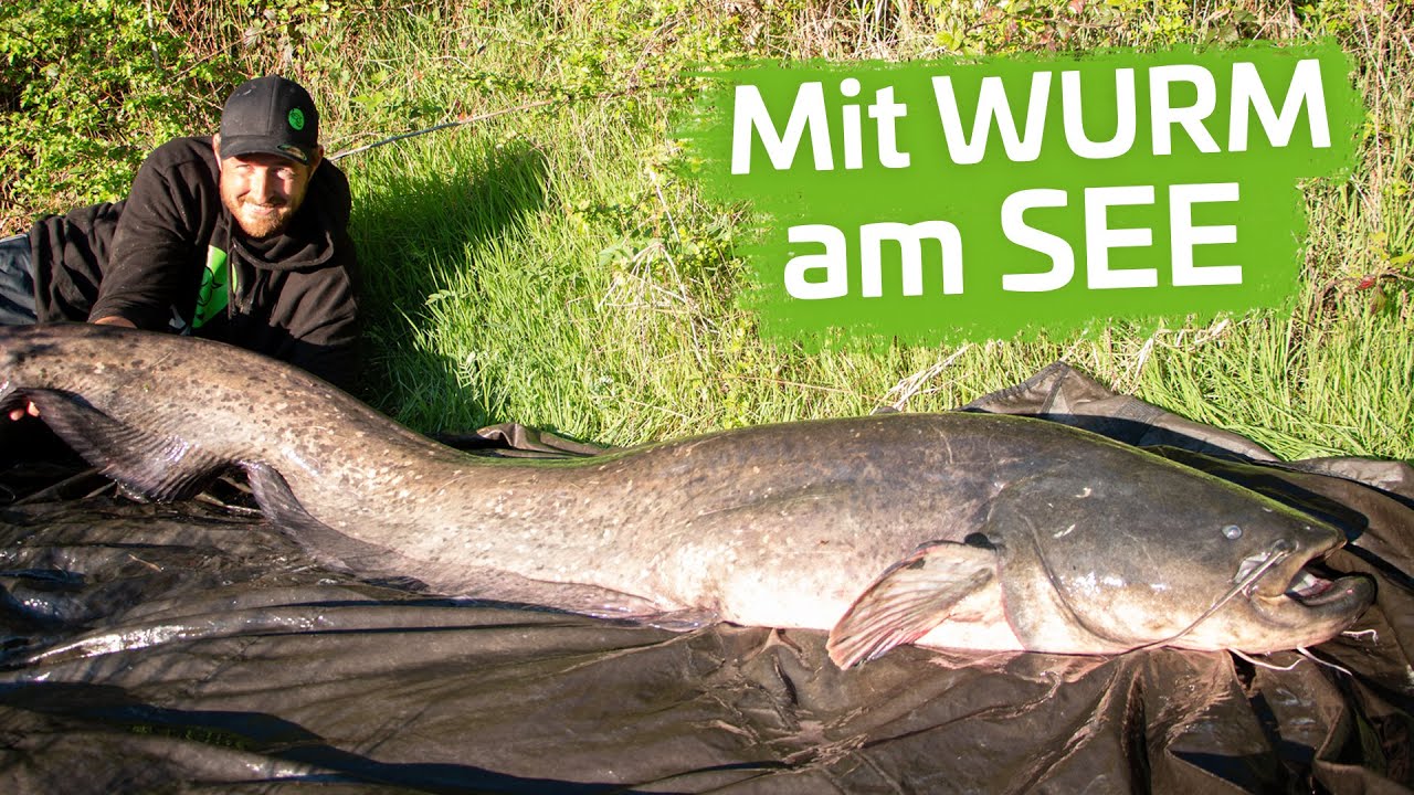 WURM-WALLER im STILLGEW&Auml;SSER - Welsangeln in Deutschland