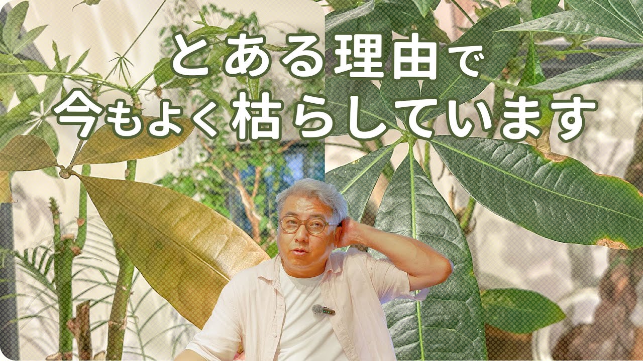 最終目標のために、実は…私もたくさん枯らしています。【観葉植物】