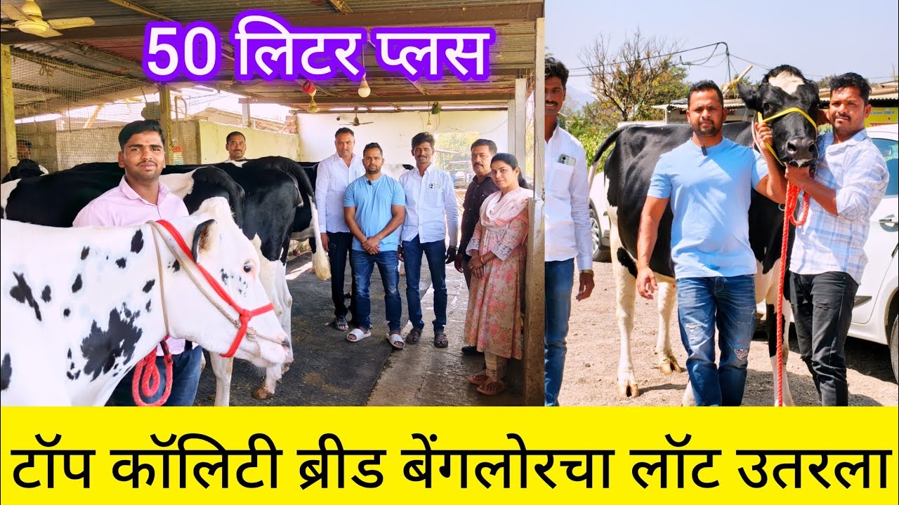 50 लिटर प्लस हत्ती सारख्या बलाढ्य टॉप क्वालिटी गाई बेंगलोर लॉट उतरला 