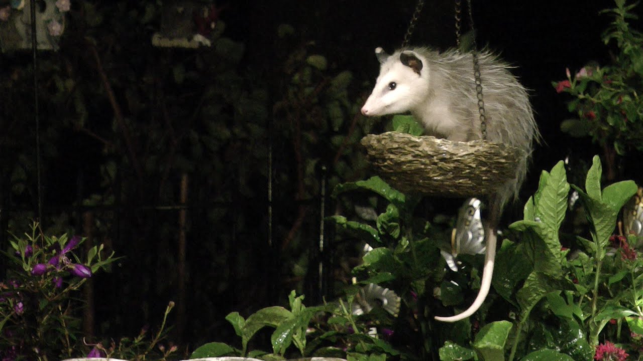 Baby Possum Basket FYV
