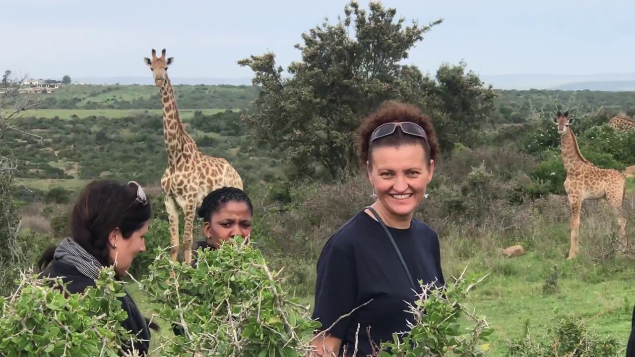Giraffe Walking Safaris and Buffalo Feeding Tours