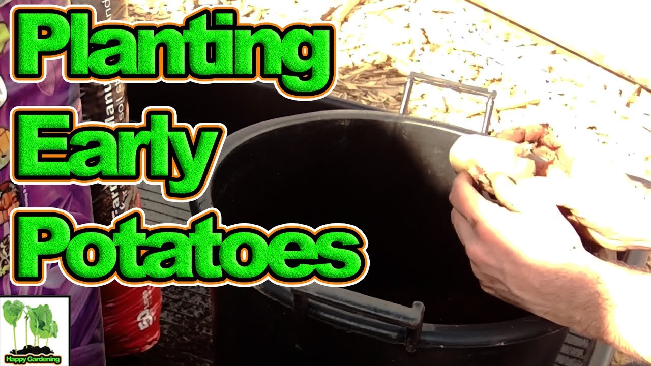 How To Plant First Early Potatoes!